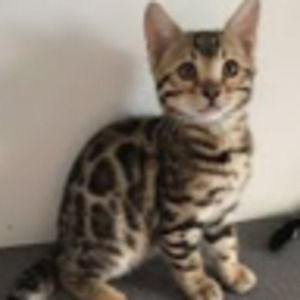 Meet your Posher, Sage